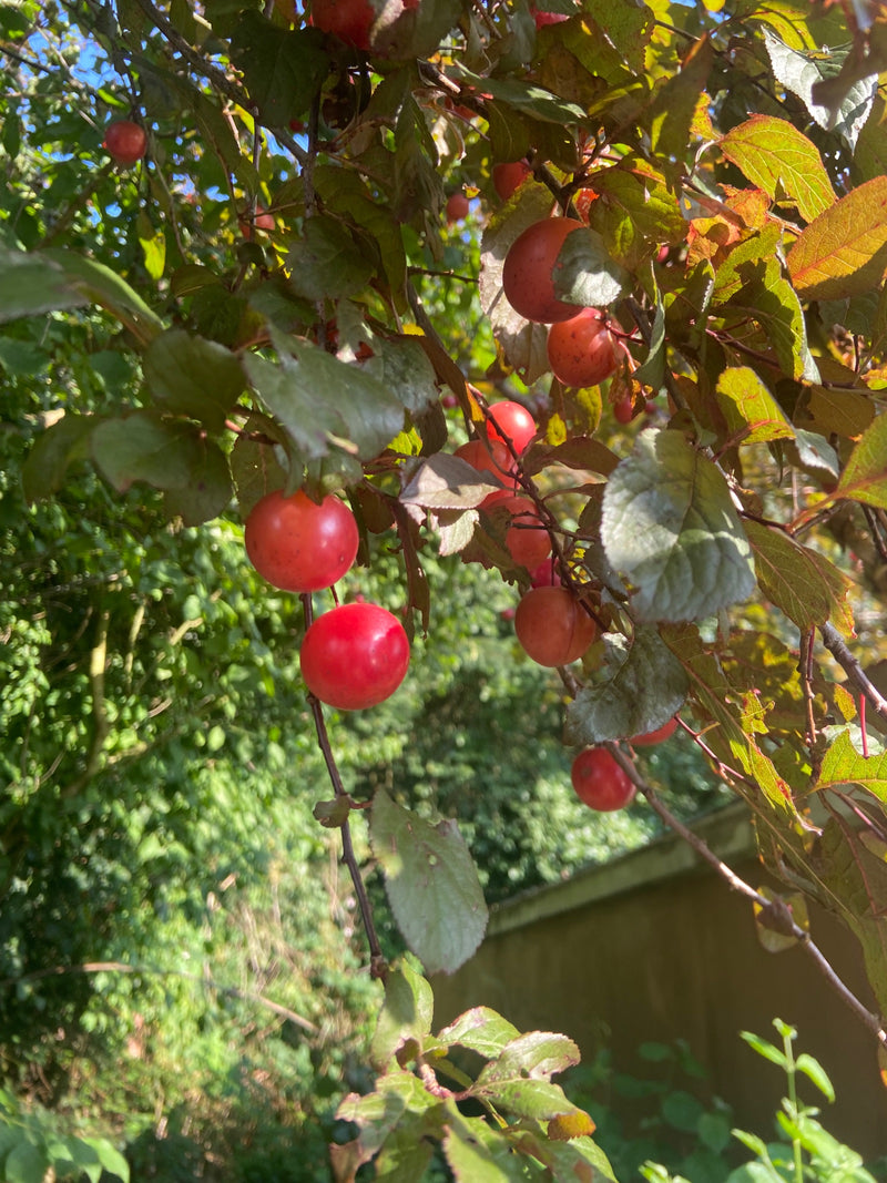 L'immagine mostra ciliegie susine rosse appese ai rami di un albero. Sono circondate da fogliame verde e illuminate dalla luce del sole.