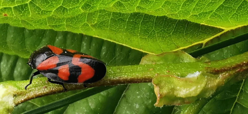 Cicala di schiuma rosso sangue — Bild 2