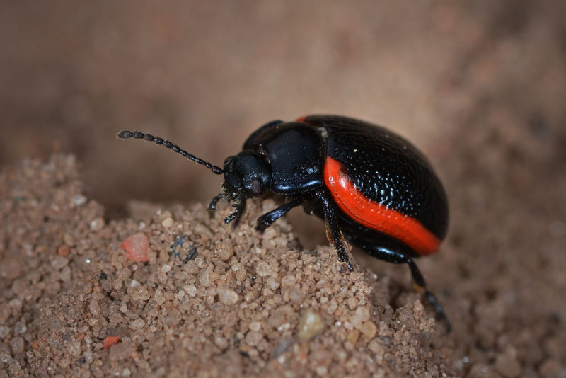 Scarabeo foglia rosso sangue — Bild 1