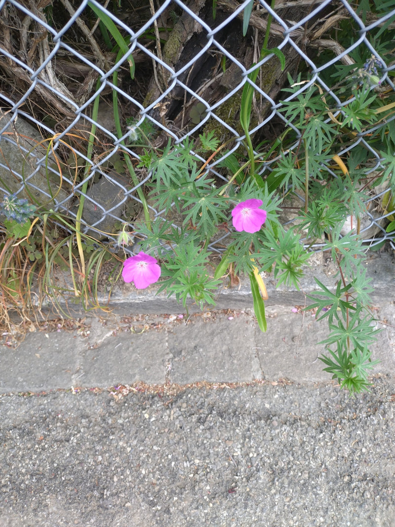 Cranesbill rosso sangue — Bild 1