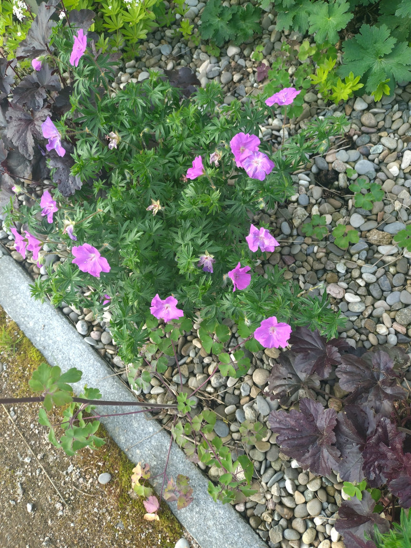Si vede una pianta fiorita di geranium sanguineum con fiori rosa acceso. Cresce in un'aiuola tra ghiaia e pietre.