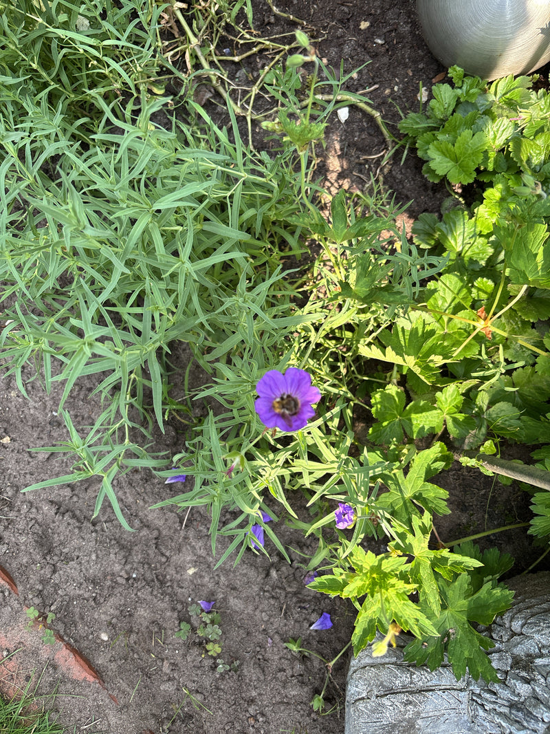 L'immagine mostra un geranium sanguineum in fiore con caratteristiche fioriture viola. La pianta cresce in un'aiuola da giardino su terreno sabbioso.