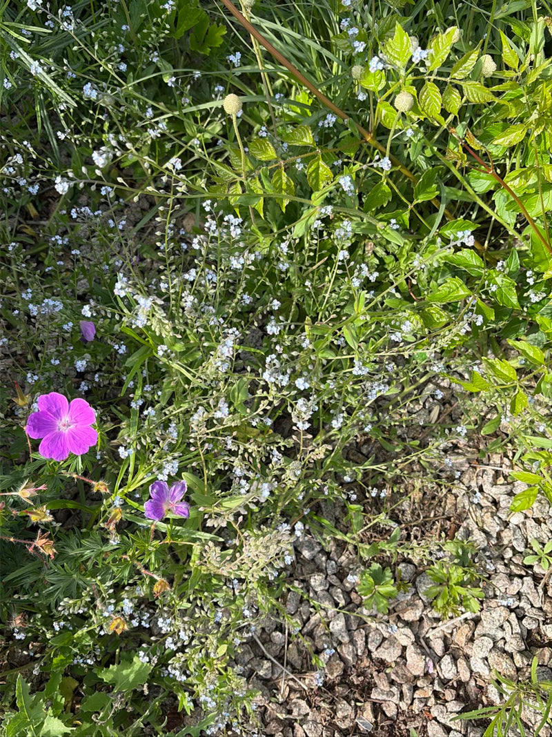 L'immagine mostra evidenti fiori rosso-porpora di geranio sanguigno in una vegetazione bassa. Le piante crescono su terreno pietroso tra altre erbe selvatiche.