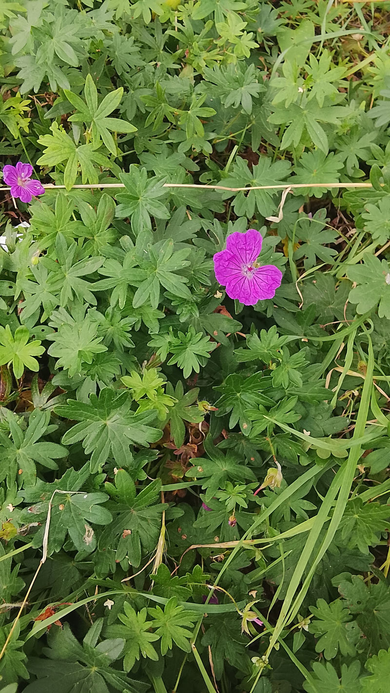 L'immagine mostra il geranio sanguineo con i suoi tipici fiori rosso porpora e le foglie profondamente divise in un prato.