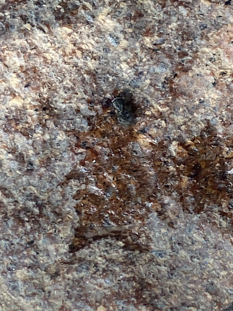 Cimici terrestri — Bild 1