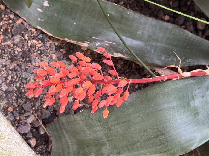L'immagine mostra le larghe foglie screziate di una sansevieria. Sulle foglie poggia uno stelo fruttifero rossastro con molte piccole bacche ovali rosso-aran...