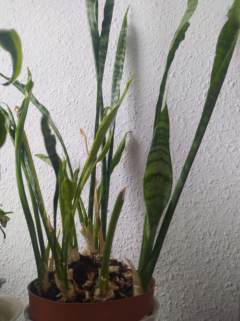 Si vede una Sansevieria in un vaso da fiori davanti a una parete bianca. La pianta mostra le sue caratteristiche foglie lunghe e erette.