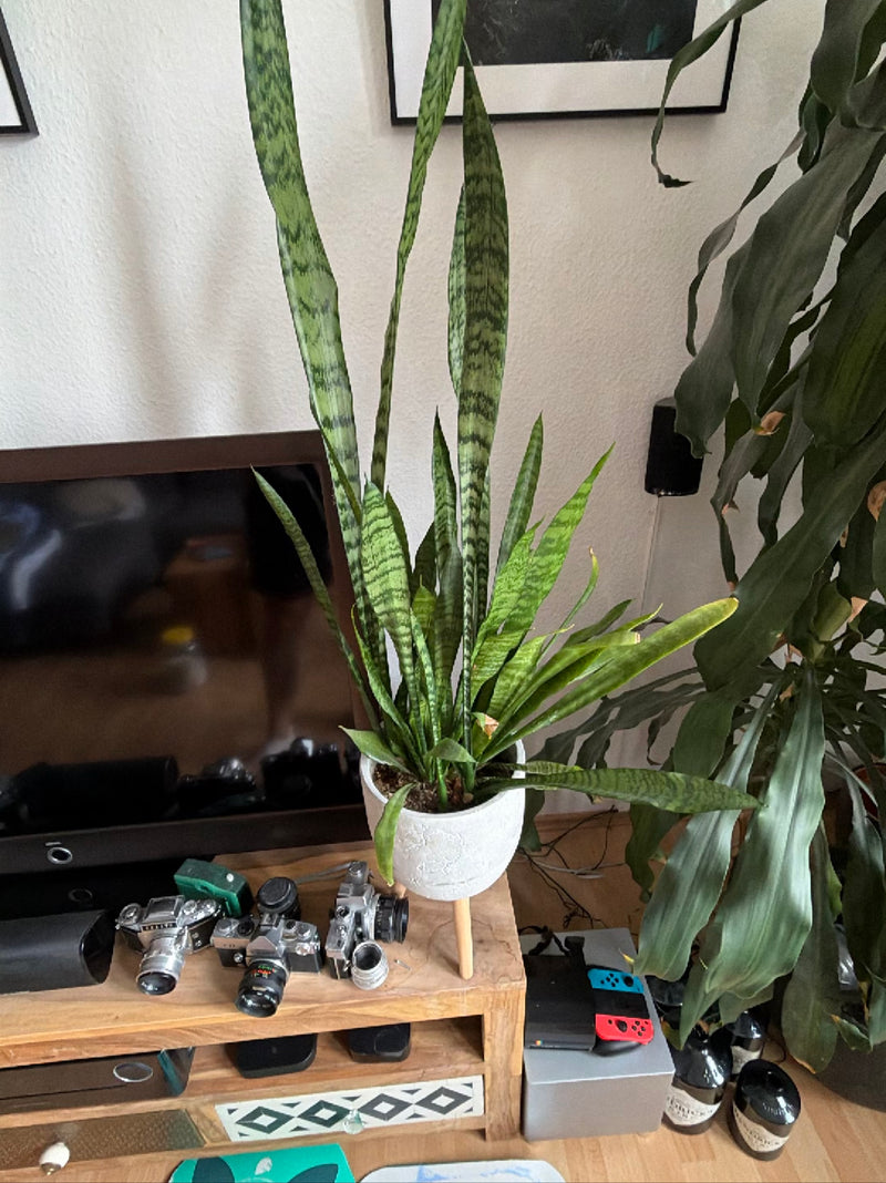 Si vede una sansevieria in un vaso da fiori bianco posizionato su un mobile di legno in una stanza. Le lunghe foglie erette mostrano il tipico verde striato.