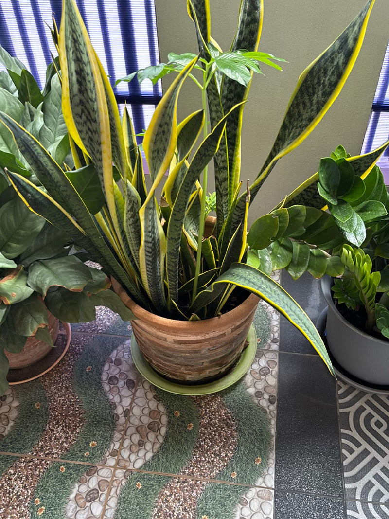 Si vede una sansevieria con tipiche foglie a crescita eretta e margini gialli. La piantina si trova in un vaso di terracotta su un pavimento piastrellato.