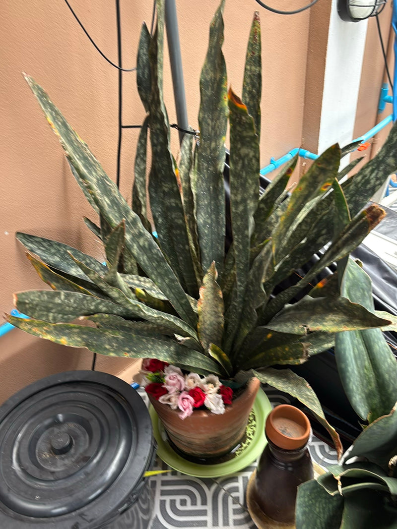 L'immagine mostra una grande pianta di sansevieria in un vaso da fiori di terracotta. Le lunghe foglie erette mostrano il tipico motivo.