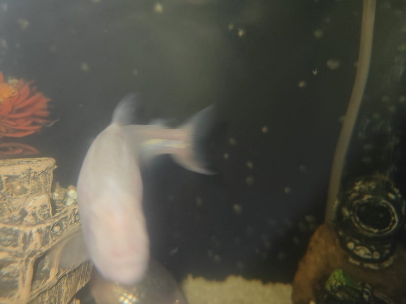 Ciclidi farfalla boliviana — Bild 2