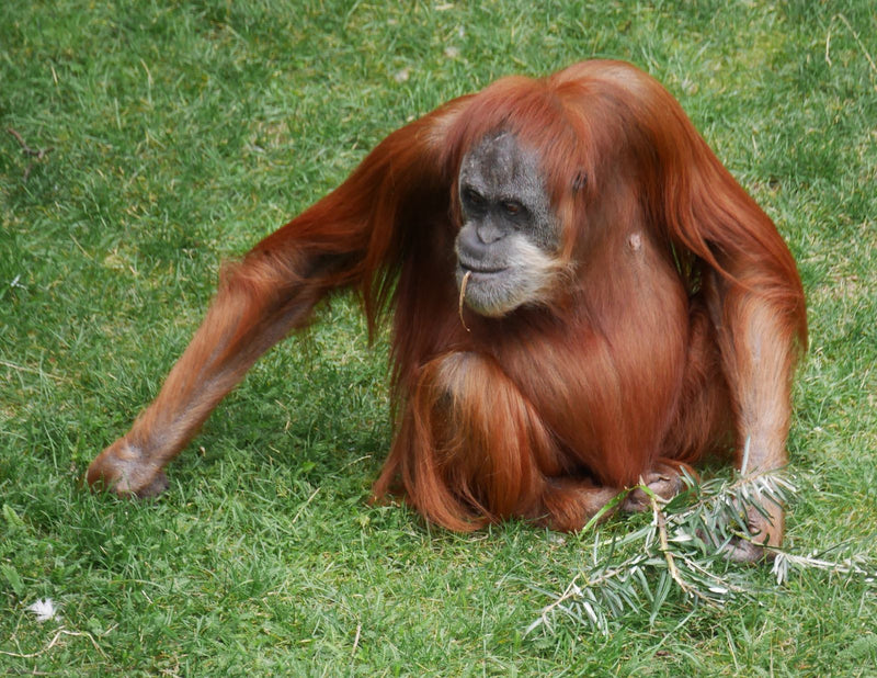 Orango del Borneo — Bild 1
