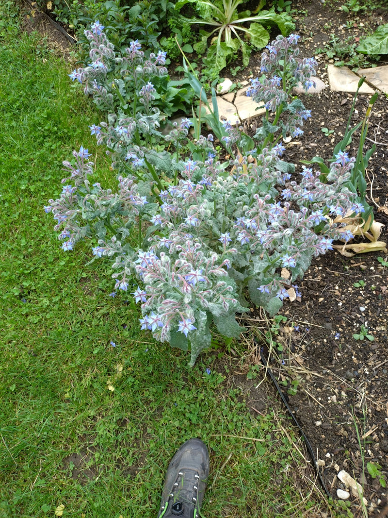 Borragine — Bild 1