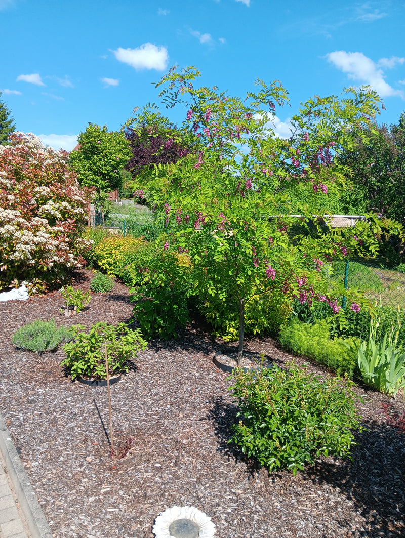 Robinia ispida — Bild 1