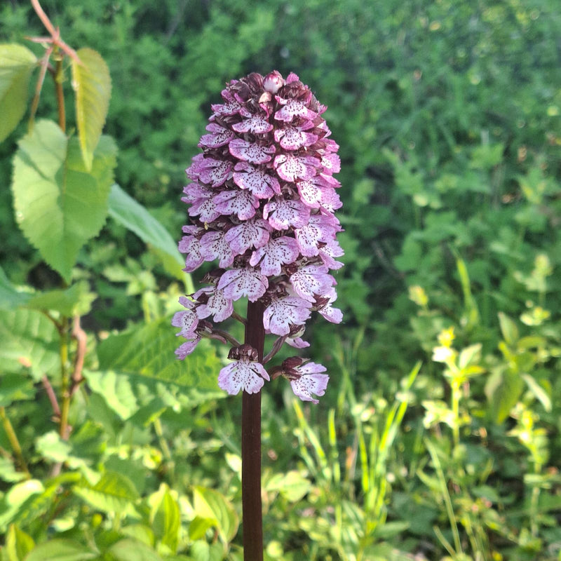 Orchidea bruciata — Bild 1