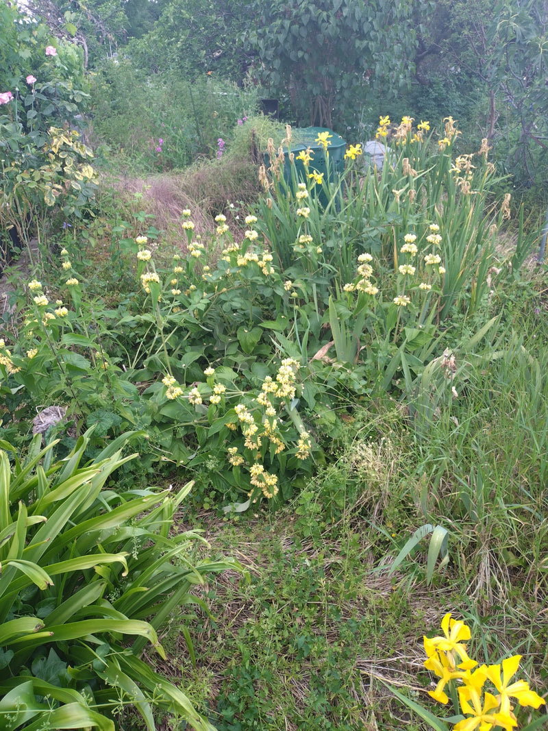 Diversi esemplari fioriti di fior di fuoco si ergono con i loro caratteristici verticilli di fiori gialli in un giardino.