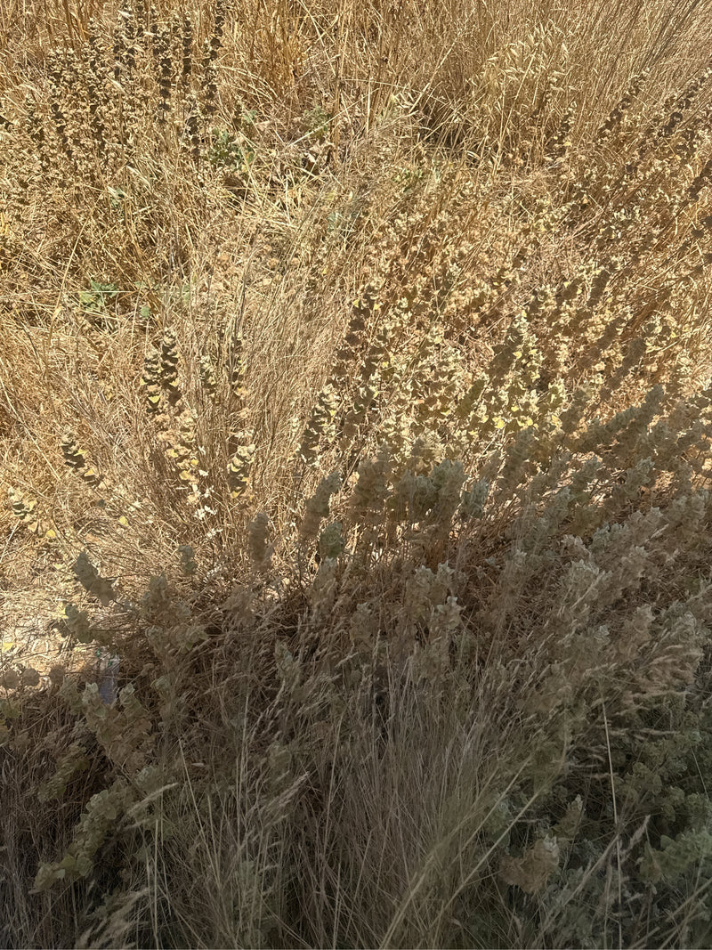 Fireweed — foto 1 di 3