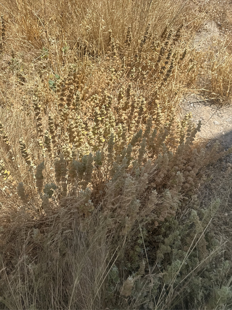 Fireweed — foto 2 di 3