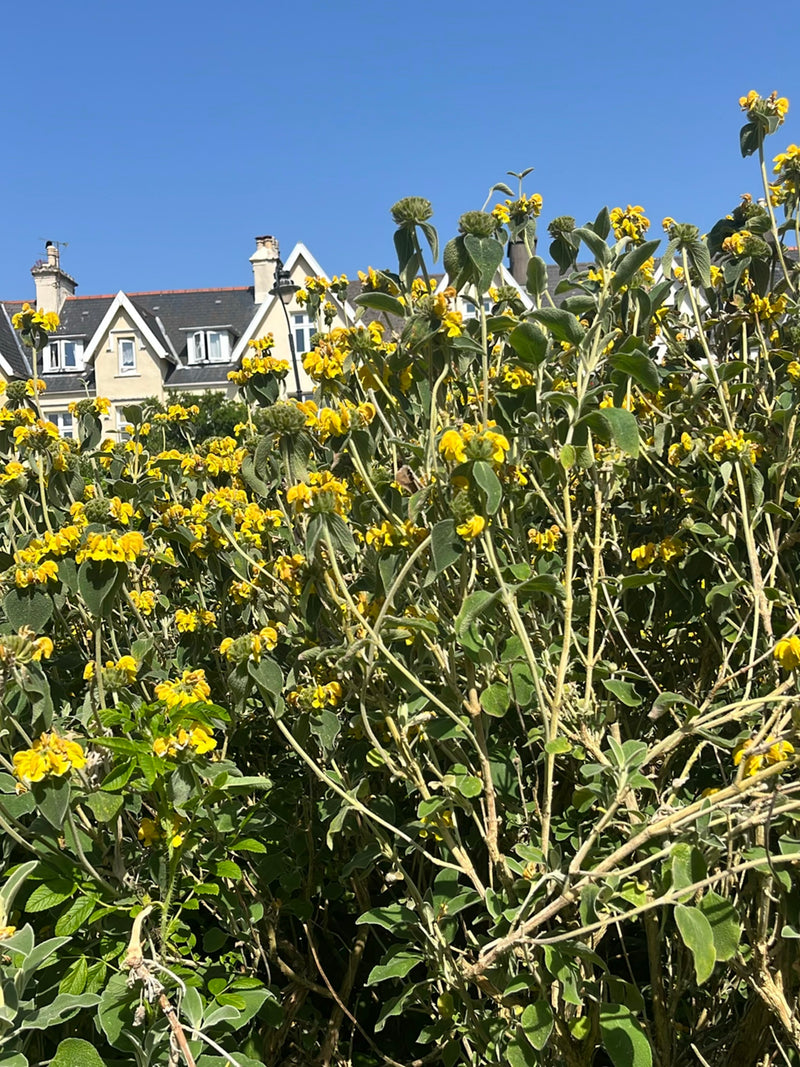 Fireweed — Bild 3