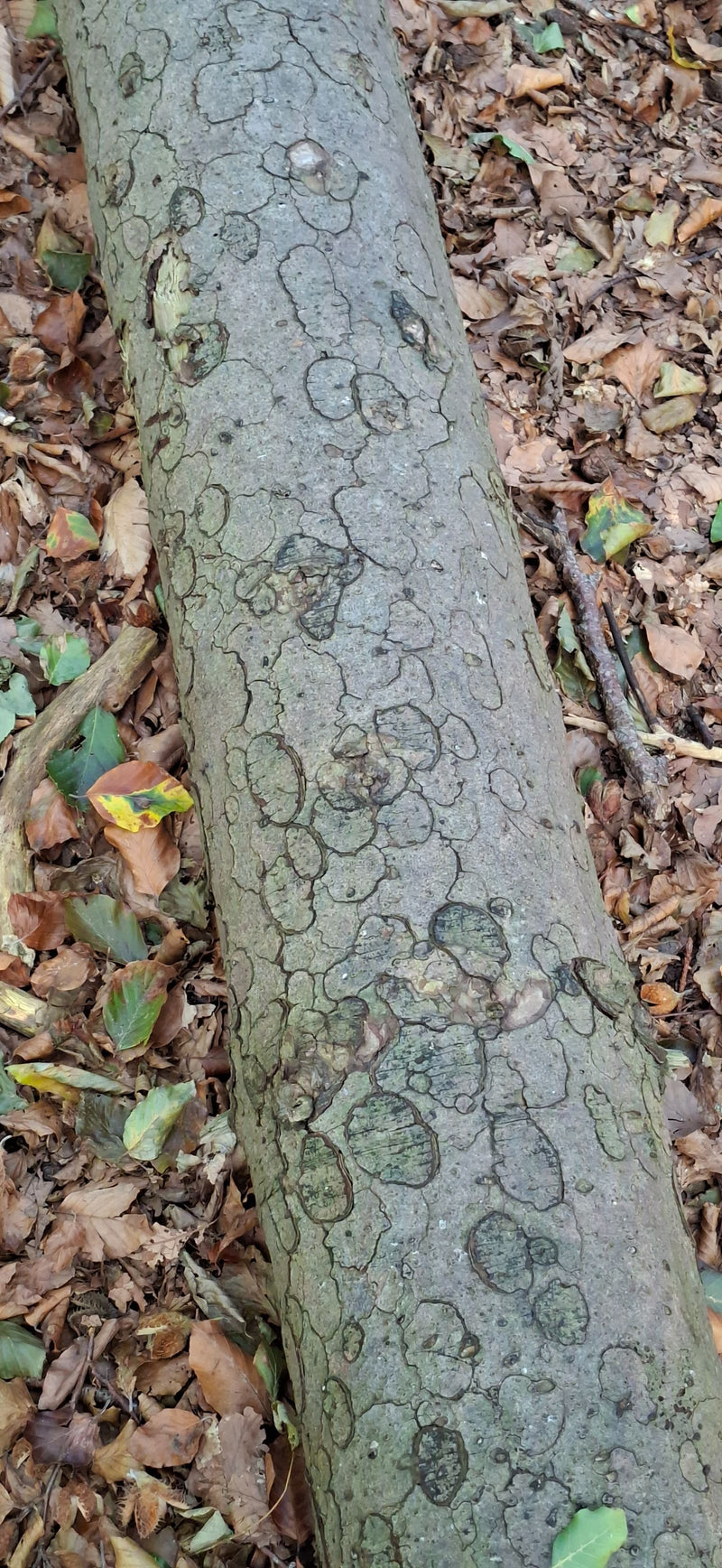 Brandkrustenpilz — foto 1 di 1