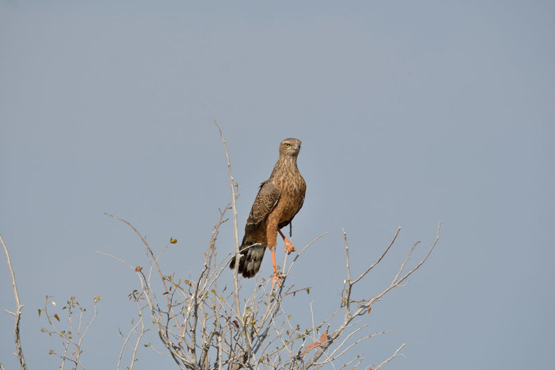 Braun-Schlangenadler — foto 1 di 1