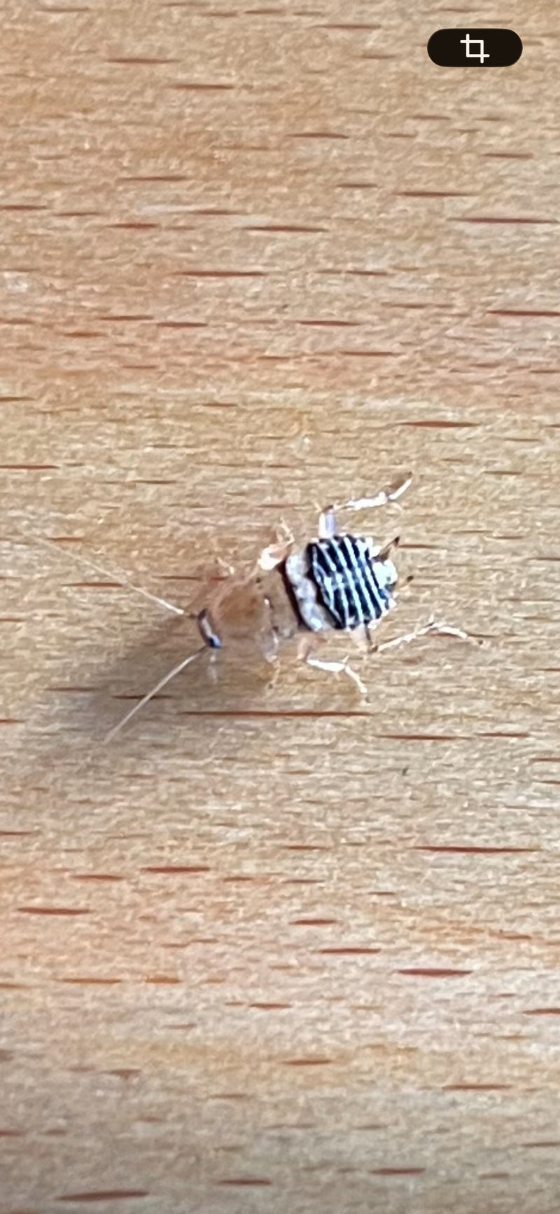 Una ninfa di blatta dei mobili con caratteristiche linee trasversali sull'addome si trova su una superficie di legno chiaro. L'insetto è chiaramente visibile.