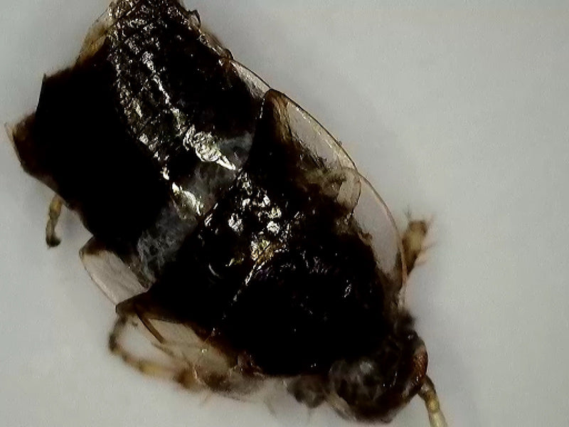 L'immagine mostra un primo piano di una blatta dei mobili su una superficie chiara. L'insetto è a riposo in posizione piatta.