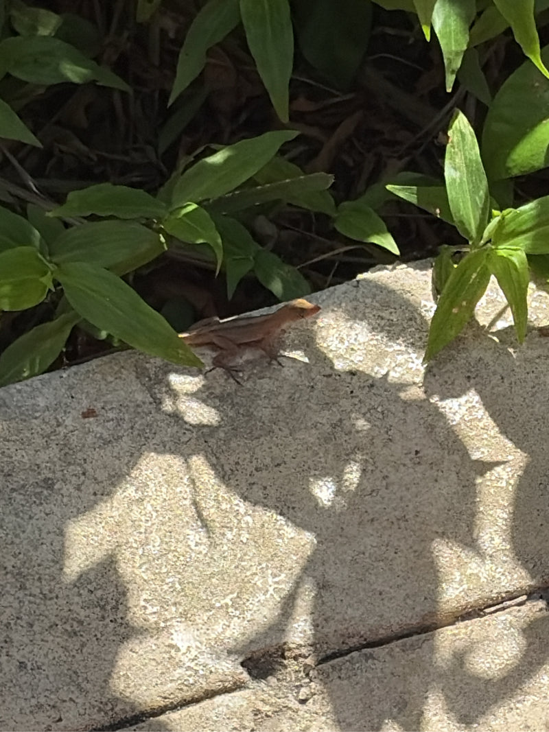 Brauner Anolis — foto 1 di 1