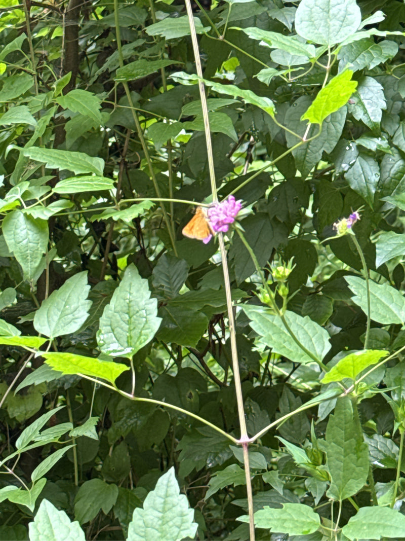 Farfalla testa grassa marrone — Bild 2