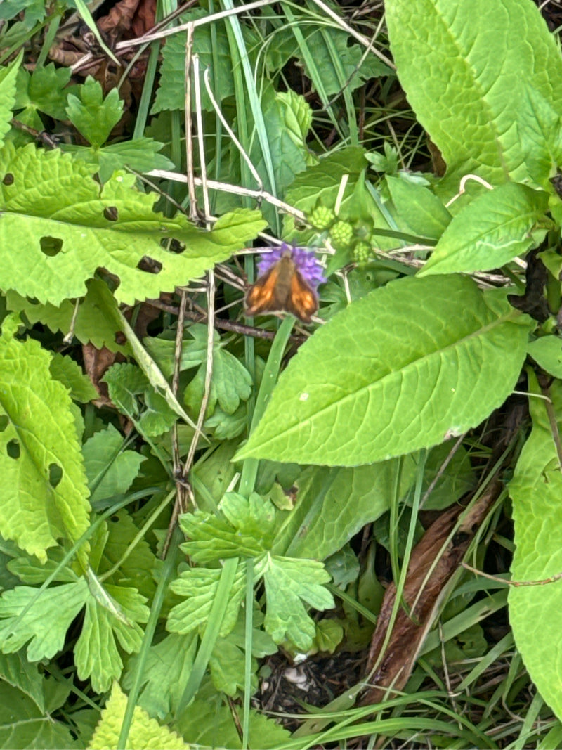Farfalla testa grassa marrone — Bild 5