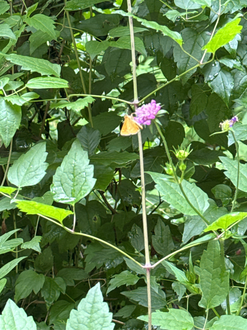 Farfalla testa grassa marrone — Bild 3