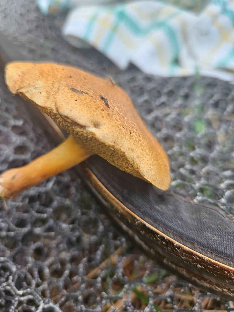 È visibile un corpo fruttifero raccolto di un boleto del genere Suillus, con superficie dei pori giallastra e cappello bruno-ocra.