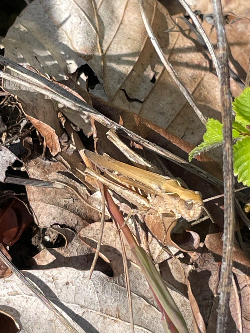 Cavalletta marrone — Bild 1
