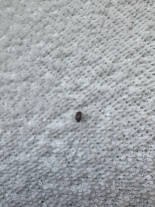 Un piccolo Attagenus smirnovi si trova su una struttura tessile chiara. L'insetto è molto piccolo e si riconosce appena nei dettagli.