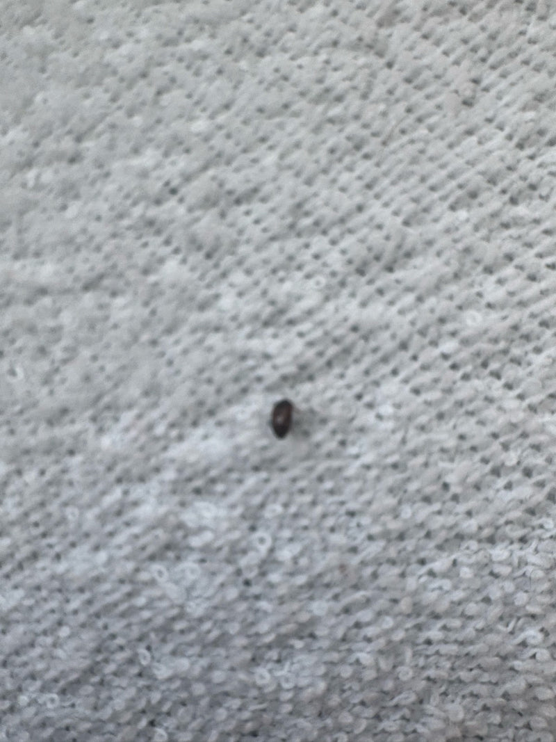 Scarabeo dal pelo scuro — Bild 3