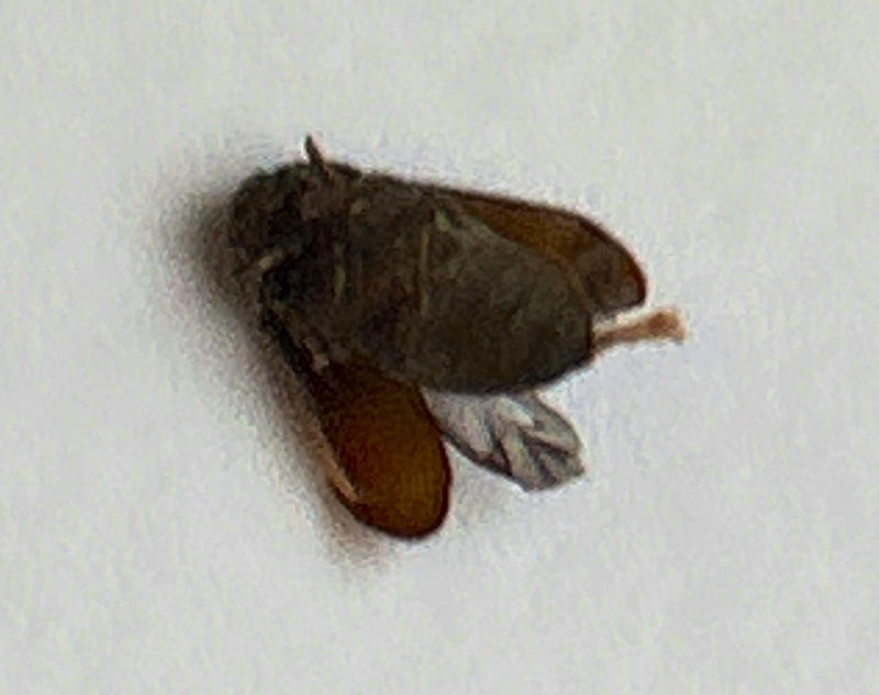 Scarabeo dal pelo scuro — Bild 1