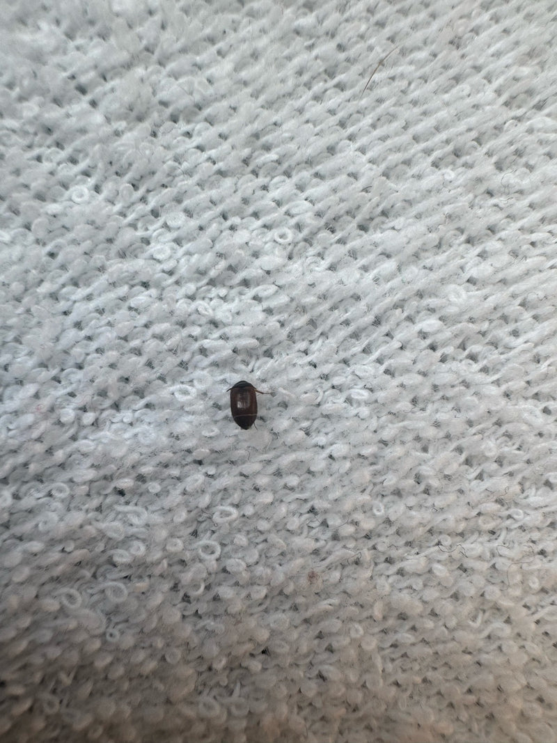 Scarabeo dal pelo scuro — Bild 2