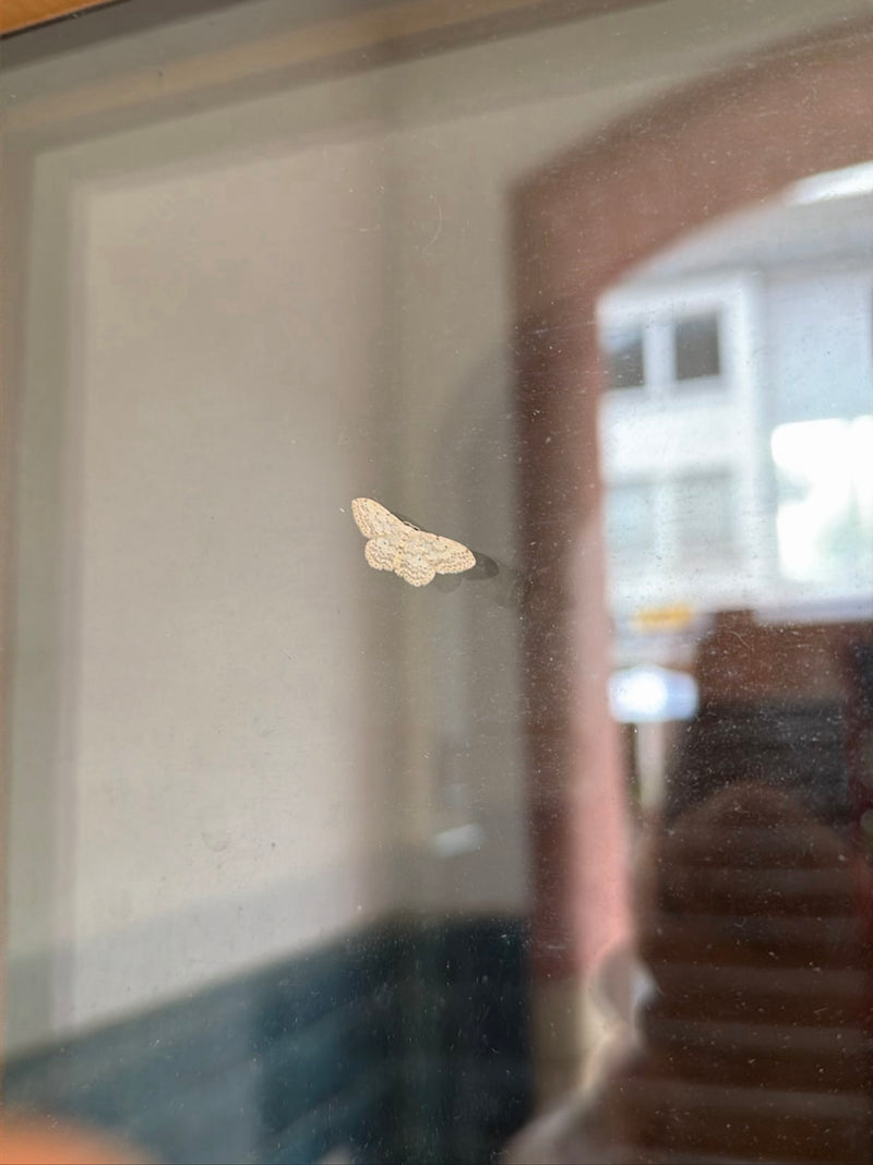 Falena nana a strisce marroni — Bild 2