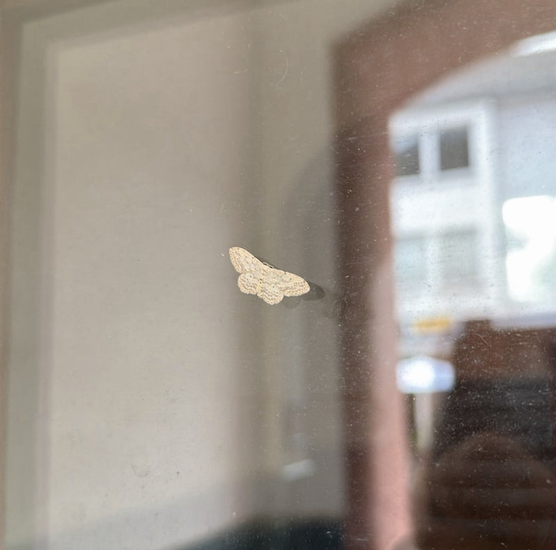 Falena nana a strisce marroni — Bild 1