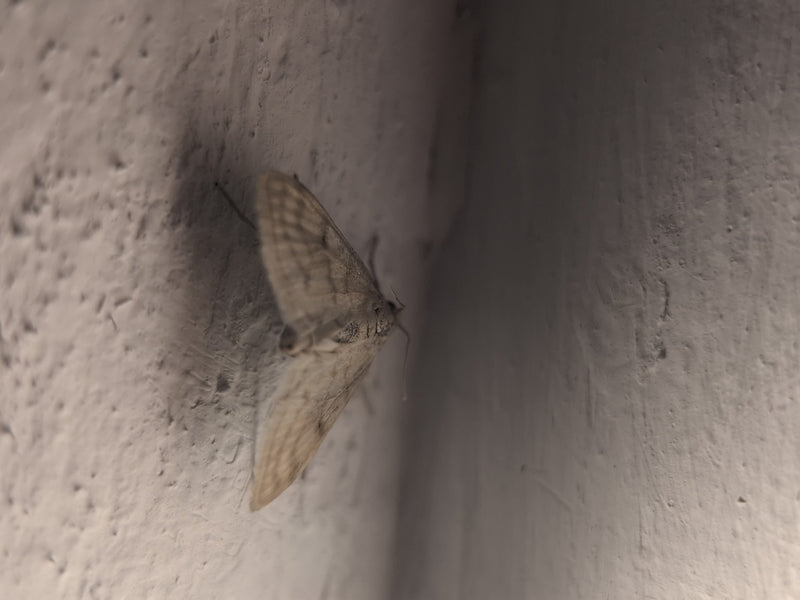 Una piccola falena è chiaramente visibile mentre riposa su una parete chiara e strutturata. L'insetto è posizionato con le ali leggermente aperte.