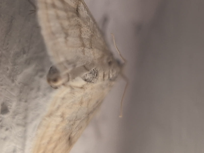 L'immagine mostra una falena in una prospettiva ravvicinata ma sfocata su una superficie chiara.