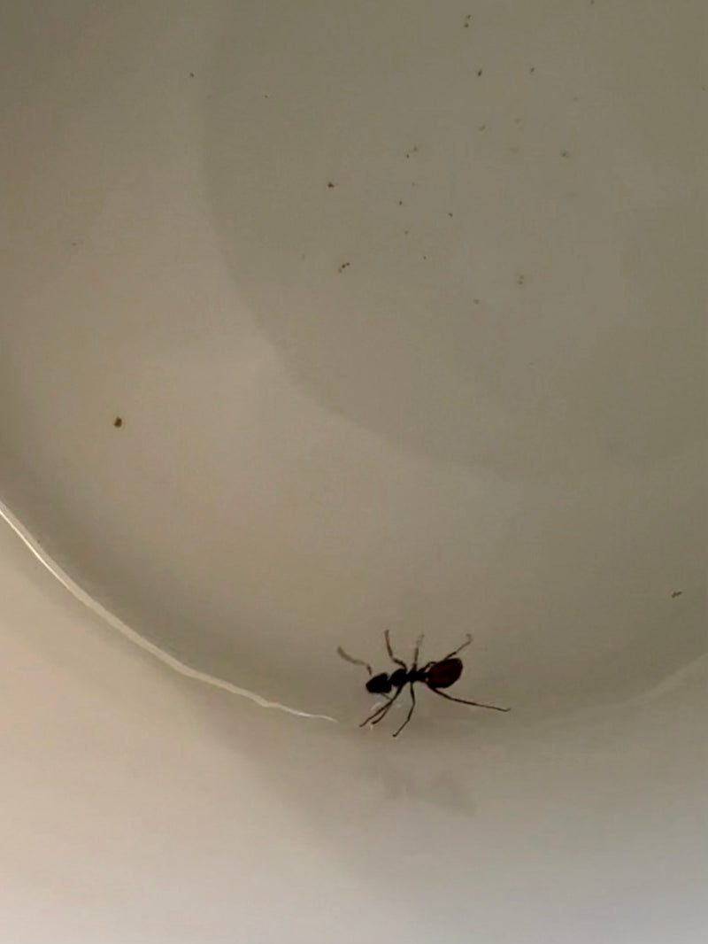 Una singola formica carpentiere (Camponotus ligniperdus) cammina su una superficie chiara e liscia. L'insetto è chiaramente visibile in movimento.