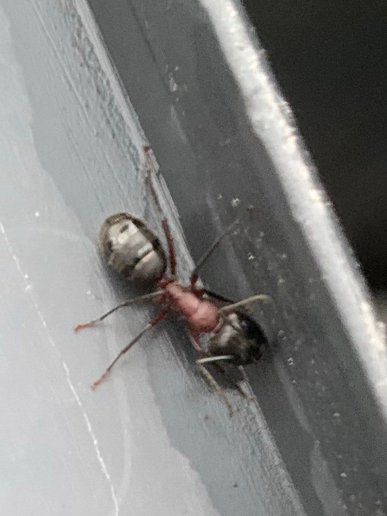 L'immagine mostra una grande formica carpentiere (Camponotus ligniperdus) che cammina su una superficie liscia. Il torace rossastro e l'addome scuro sono ben...