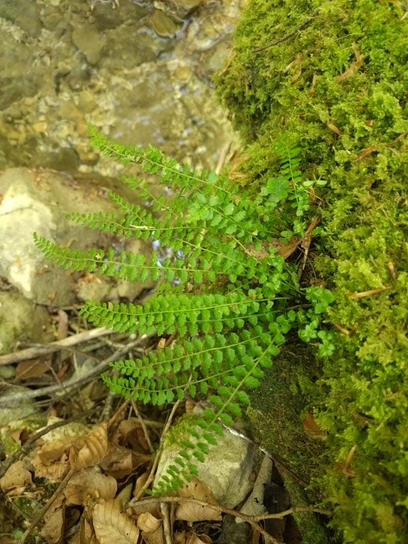 Felce striata dal fusto marrone — Bild 1