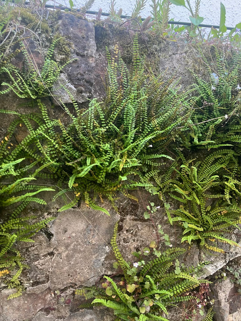 Diversi densi cespi di asplenio trichomane crescono tra le fessure di un vecchio muro di pietra. Le tipiche fronde pennate sono chiaramente visibili.