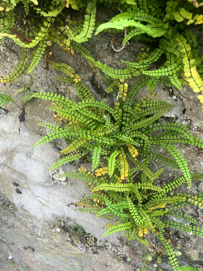 Si vede una felce capelvenere cespugliosa che cresce da un muro di pietra. Le sue tipiche fronde pennate con steli scuri sono chiaramente riconoscibili.