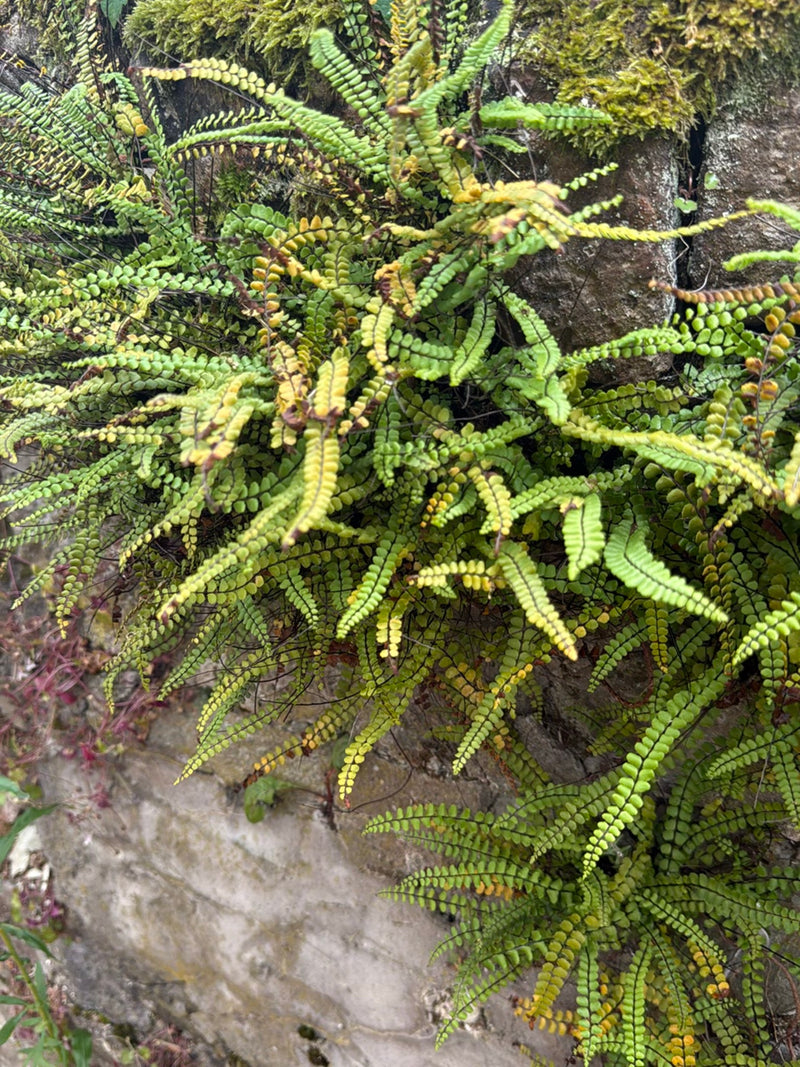 È visibile un denso gruppo di asplenio tricomane che cresce su un muro di pietra coperto di muschio. Le fronde delicate con i tipici steli marrone scuro sono...