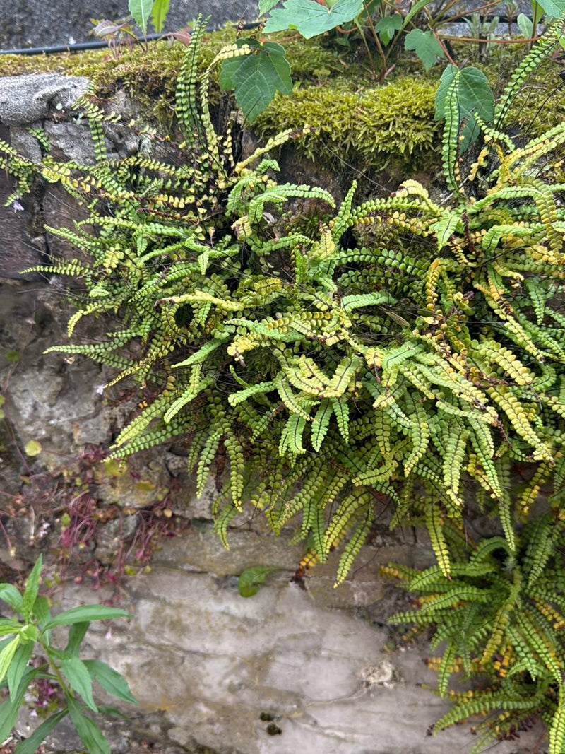 Si vede la asplenio tricomane con le sue tipiche foglie pennate che crescono su un muro di pietra. La pianta cresce in un ambiente ombroso.