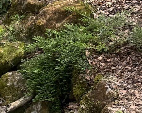 È visibile un denso gruppo di asplenio trimone che cresce su una parete rocciosa muschiosa. Le tipiche fronde pennate pendono verso il basso.
