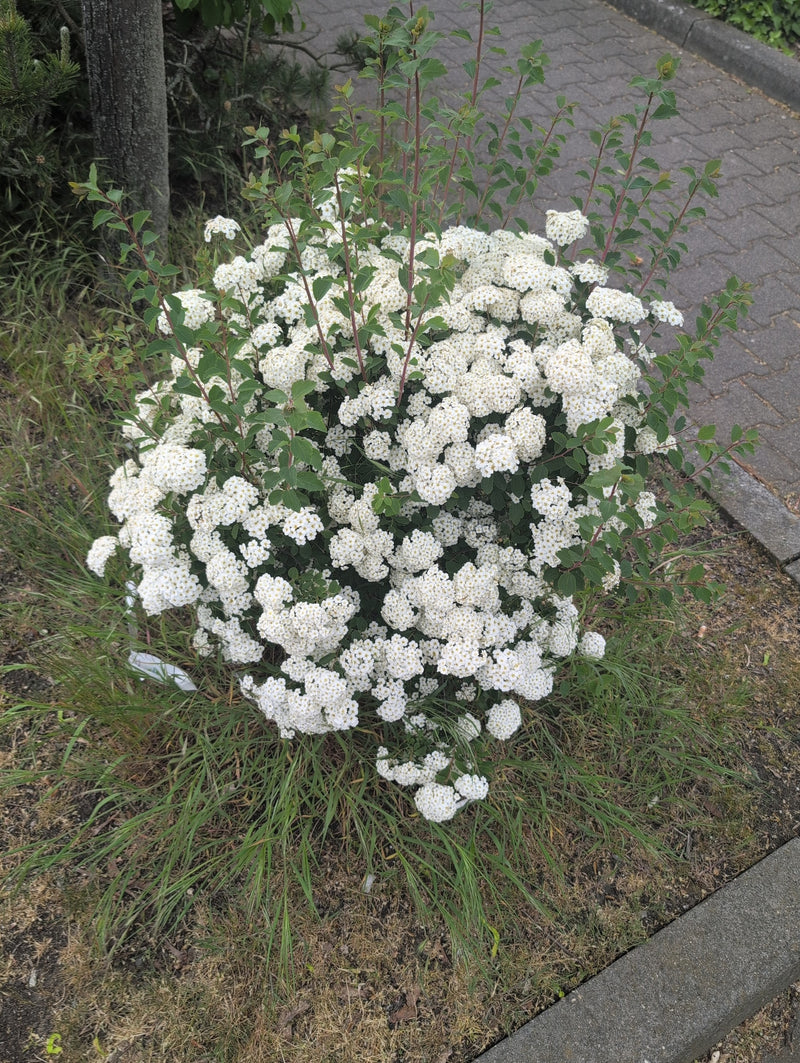 Longarone nuziale — Bild 3